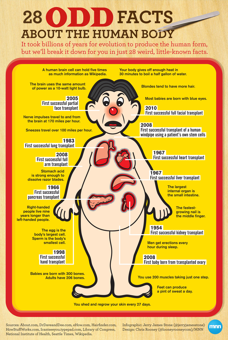 28-Odd-facts-about-the-human-body.jpeg